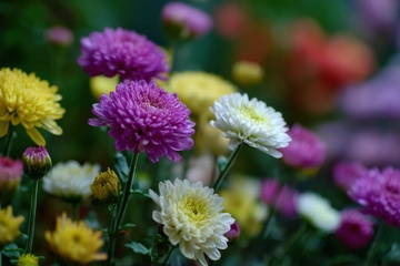 盛开的菊花花丛自然美景