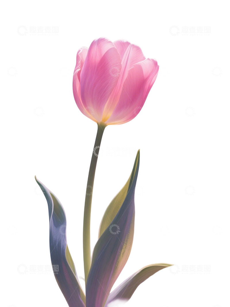 高清大图下载【趣麦麦图】郁金香花束免扣写实主题93