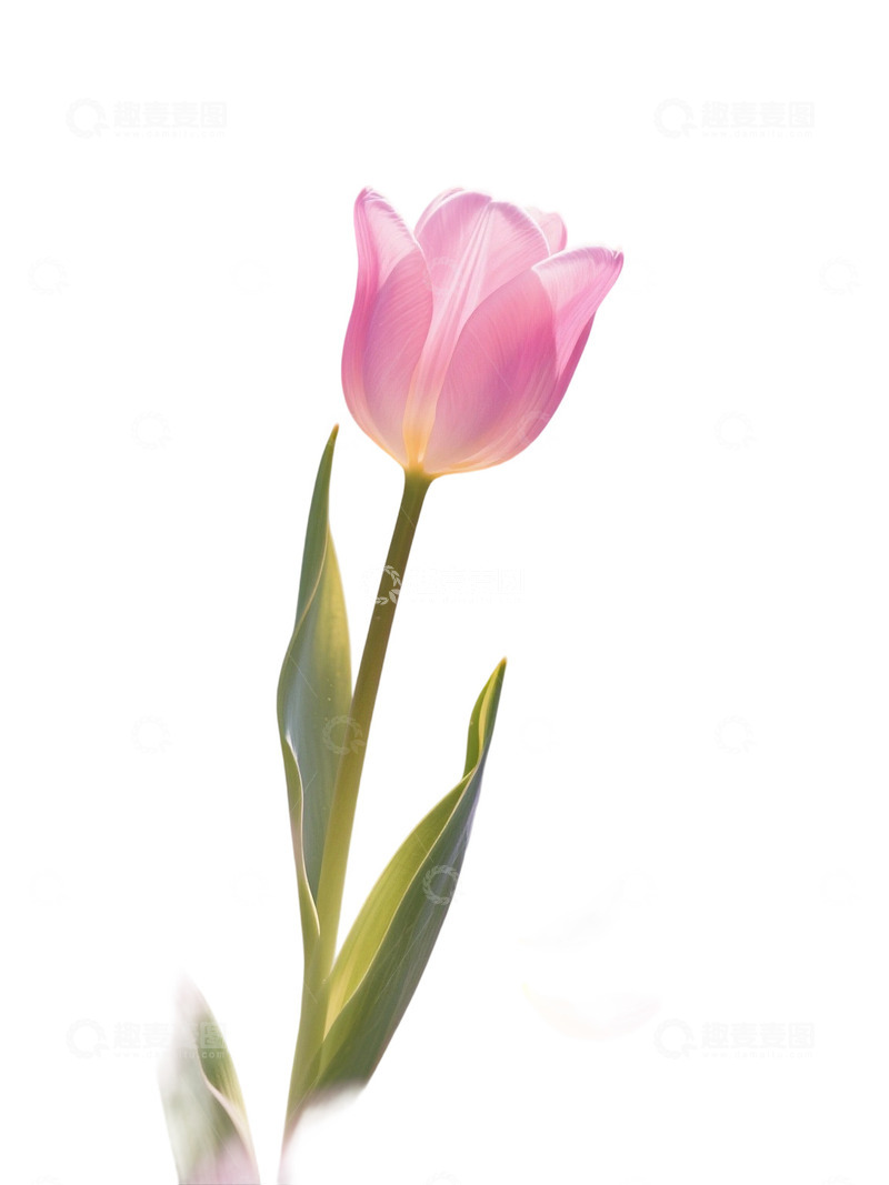 高清大图下载【趣麦麦图】郁金香花束免扣写实主题87