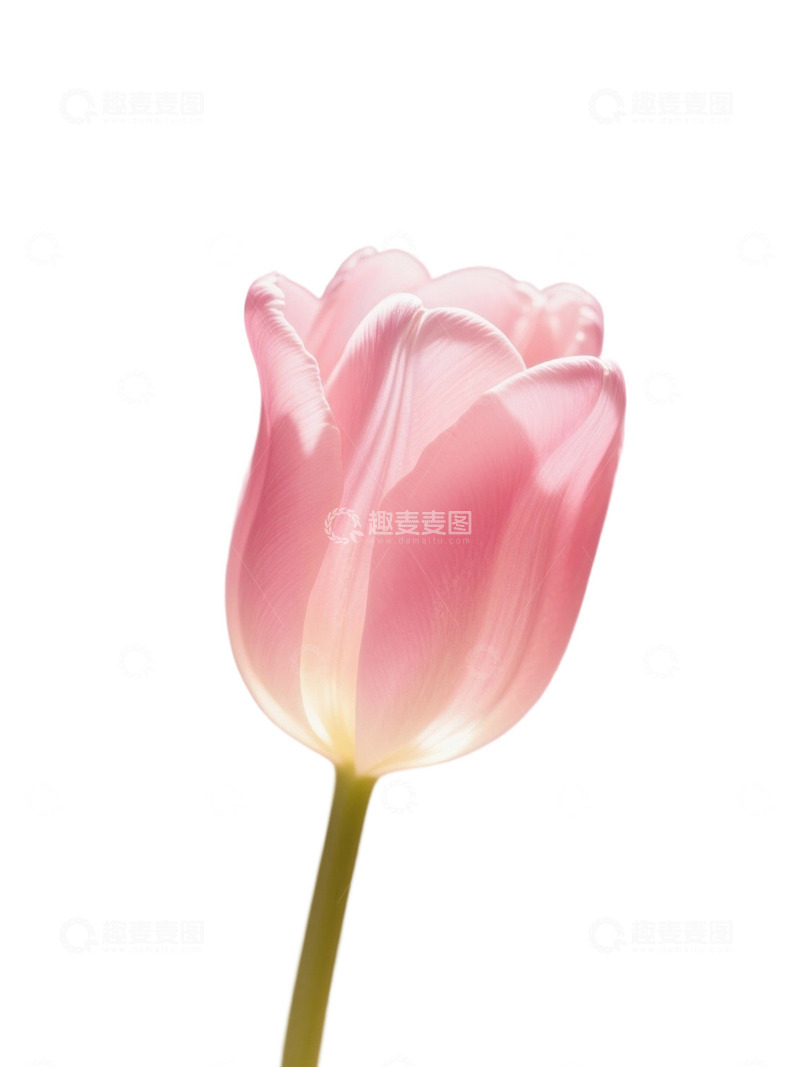 高清大图下载【趣麦麦图】郁金香花束免扣写实主题42