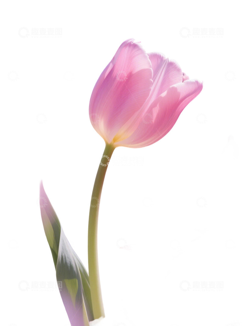 高清大图下载【趣麦麦图】郁金香花束免扣写实主题92