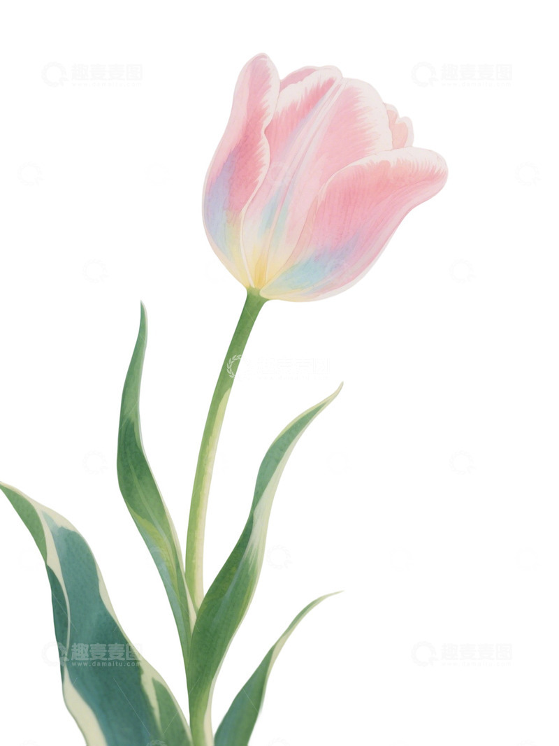 高清大图下载【趣麦麦图】郁金香花束免扣写实主题119