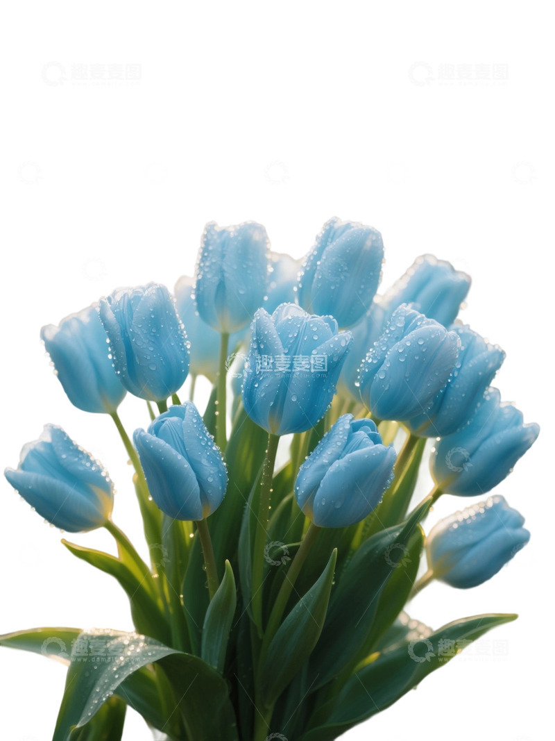 高清大图下载【趣麦麦图】郁金香花束免扣写实主题105