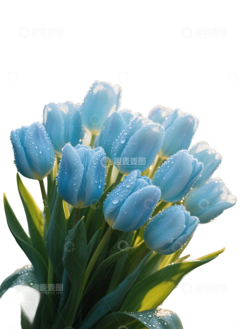 高清大图下载【趣麦麦图】郁金香花束免扣写实主题129