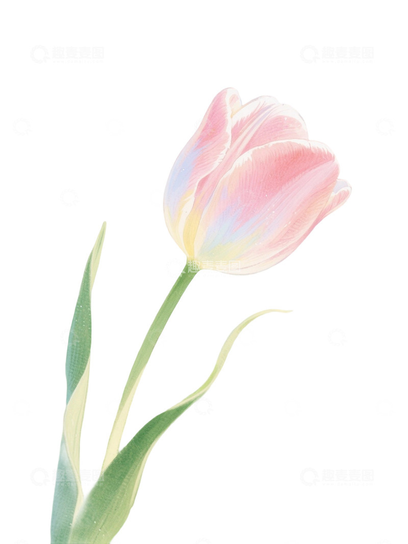 高清大图下载【趣麦麦图】郁金香花束免扣写实主题107