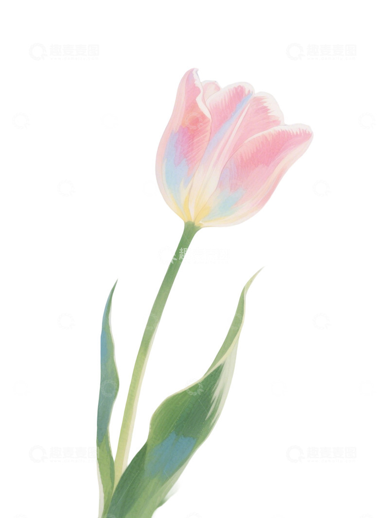 高清大图下载【趣麦麦图】郁金香花束免扣写实主题120