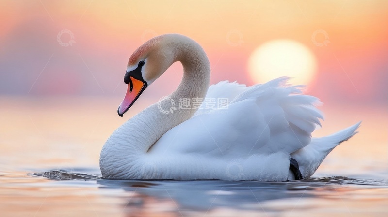 高清大图下载【趣麦麦图】湖里游泳的白天鹅
