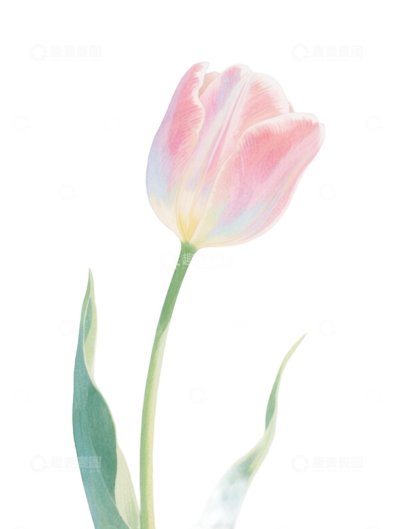 高清大图下载【趣麦麦图】郁金香花束免扣写实主题116