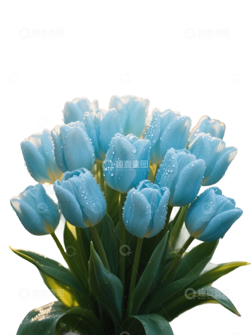 高清大图下载【趣麦麦图】郁金香花束免扣写实主题121