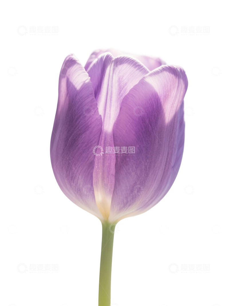 高清大图下载【趣麦麦图】郁金香花束免扣写实主题266