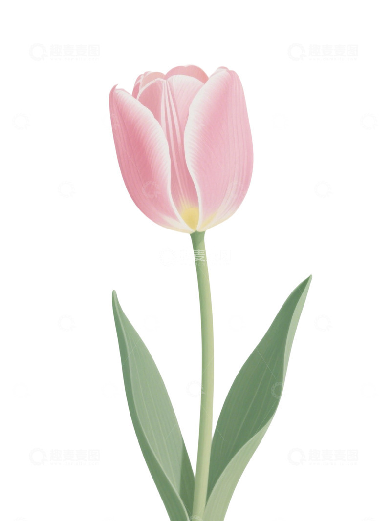 高清大图下载【趣麦麦图】郁金香花束免扣写实主题250