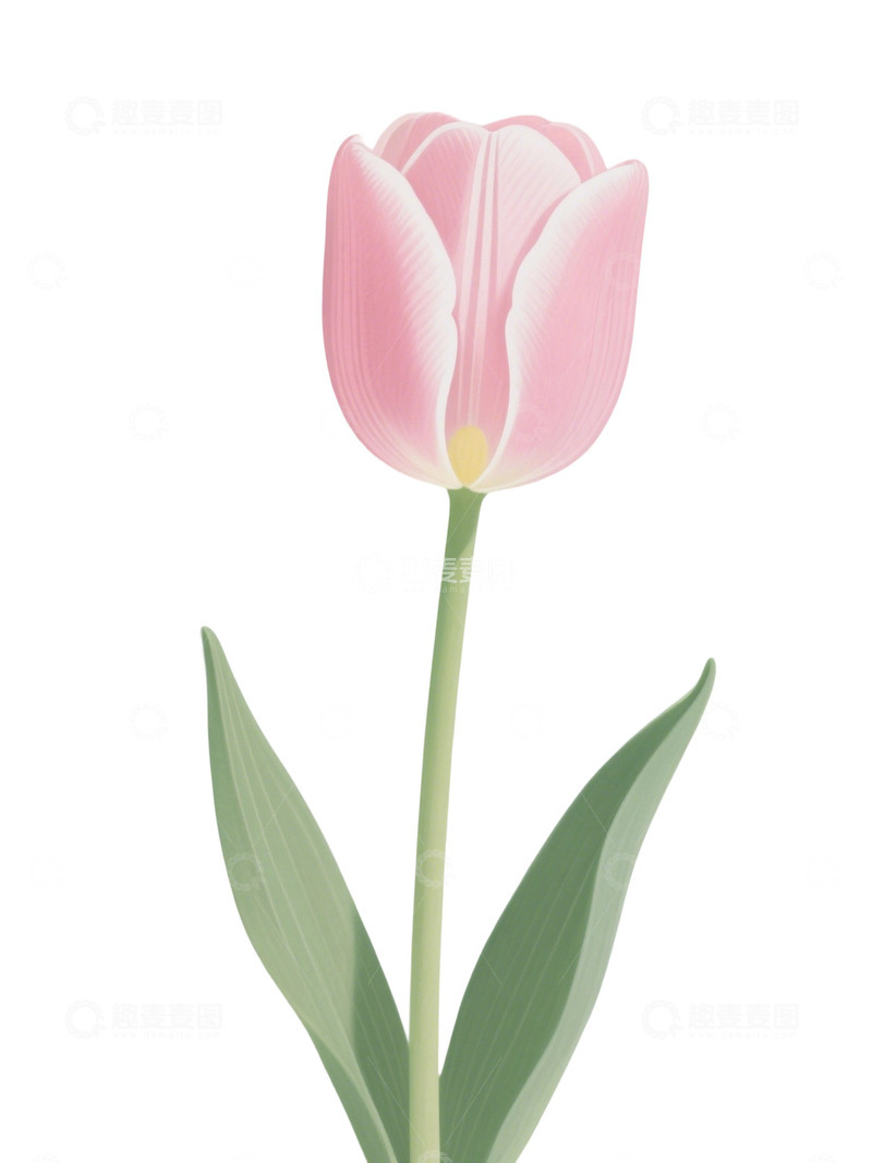 高清大图下载【趣麦麦图】郁金香花束免扣写实主题247