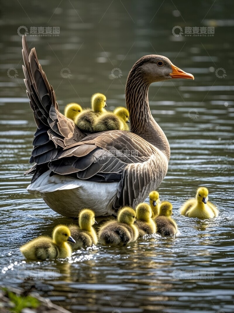 高清大图下载【趣麦麦图】母鹅带领一群小鹅在水中游动
