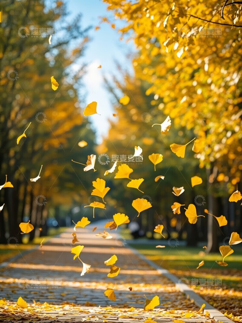 高清大图下载【趣麦麦图】秋日落叶铺满石板小径