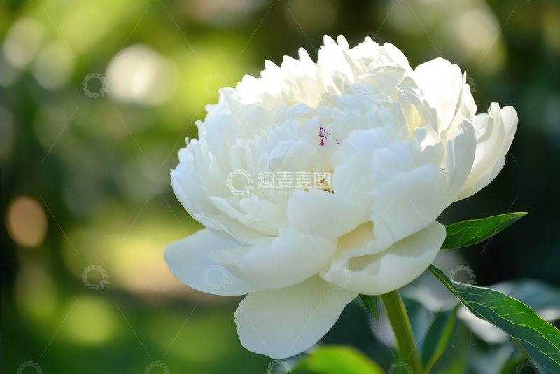 高清大图下载【趣麦麦图】盛开的白色牡丹花