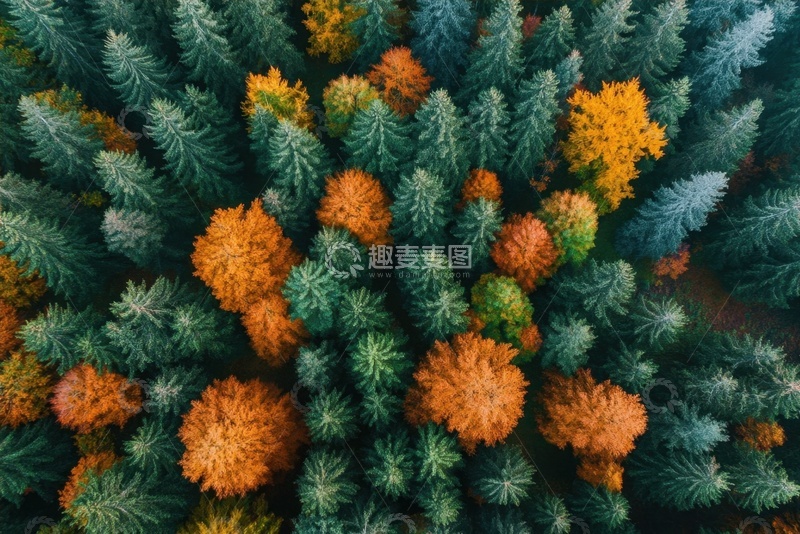 高清大图下载【趣麦麦图】松树林自然美景