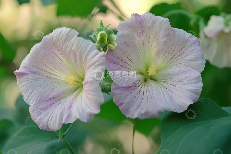 高清大图下载【趣麦麦图】盛开的喇叭花花卉