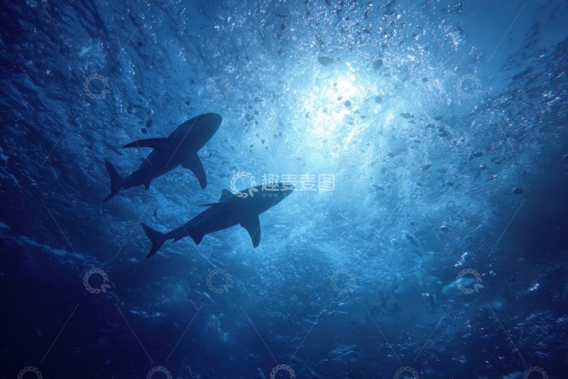 高清大图下载【趣麦麦图】海里游泳的鲨鱼