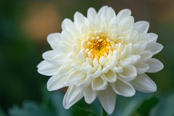 盛开的千瓣菊花花朵