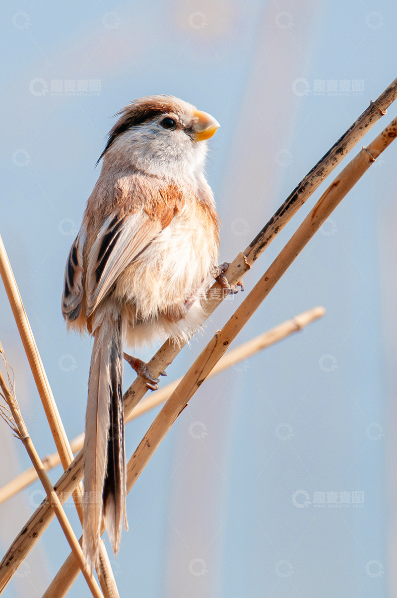 高清大图下载【趣麦麦图】震旦雅雀远望