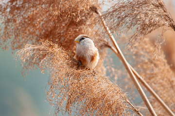 震旦雅雀芦苇韵