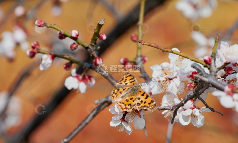 高清大图下载【趣麦麦图】蝶恋花 传粉者