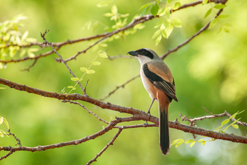 棕背伯劳的优雅照
