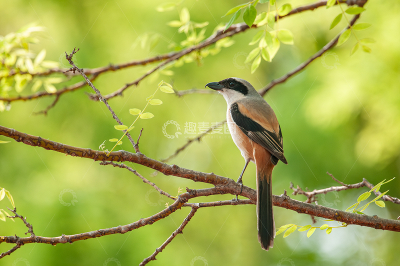 棕背伯劳的优雅照