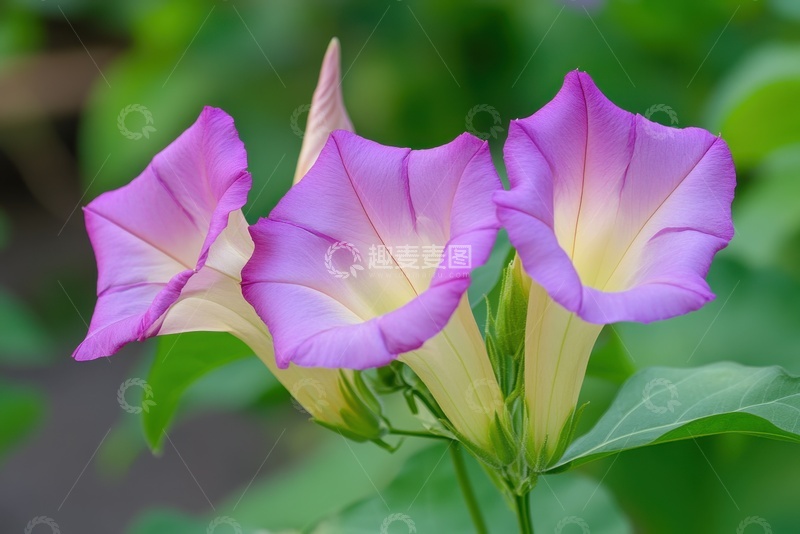 高清大图下载【趣麦麦图】盛开的牵牛花花朵