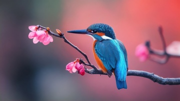 站在花枝上的一只翠鸟