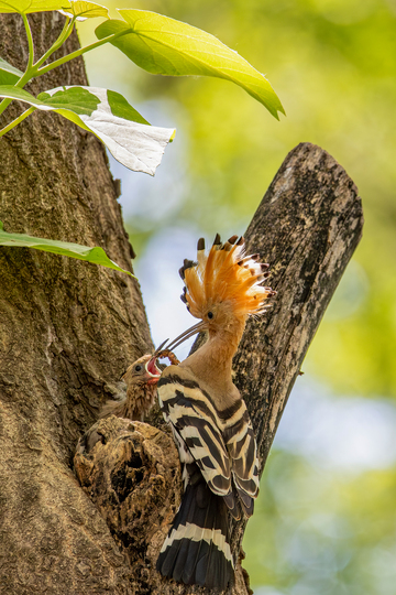 春天戴胜育雏瞬间