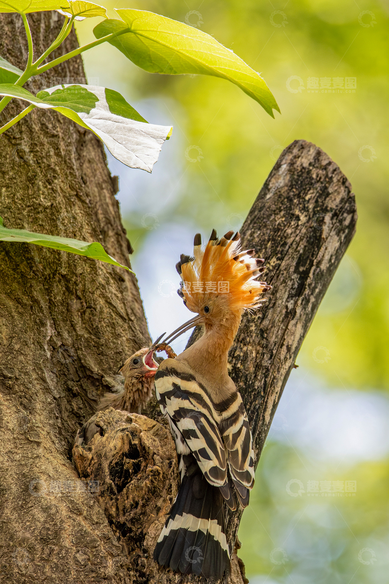 高清大图下载【趣麦麦图】春天戴胜育雏瞬间