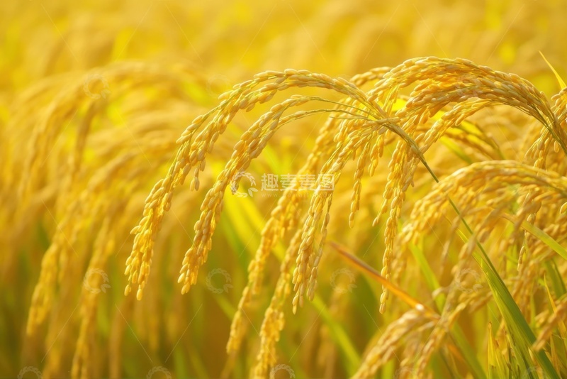 高清大图下载【趣麦麦图】金色的稻田田野