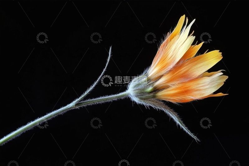 高清大图下载【趣麦麦图】一朵盛开的小菊花