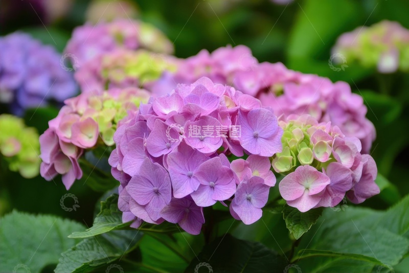 高清大图下载【趣麦麦图】开花的植物花卉