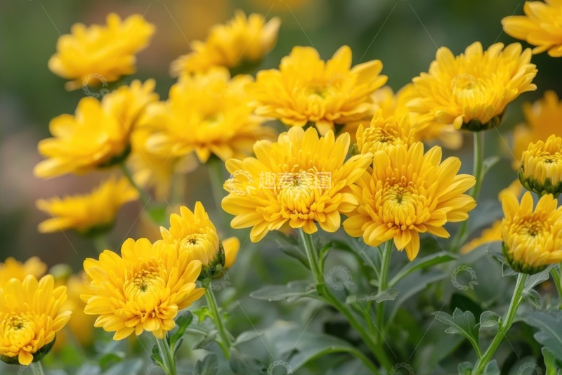 高清大图下载【趣麦麦图】盛开的一丛黄色的小菊花