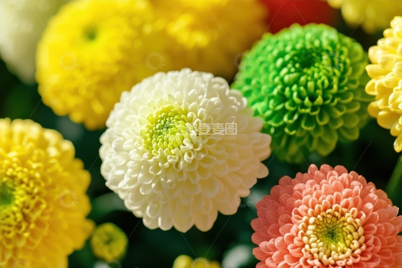 高清大图下载【趣麦麦图】-盛开的球形菊花花卉