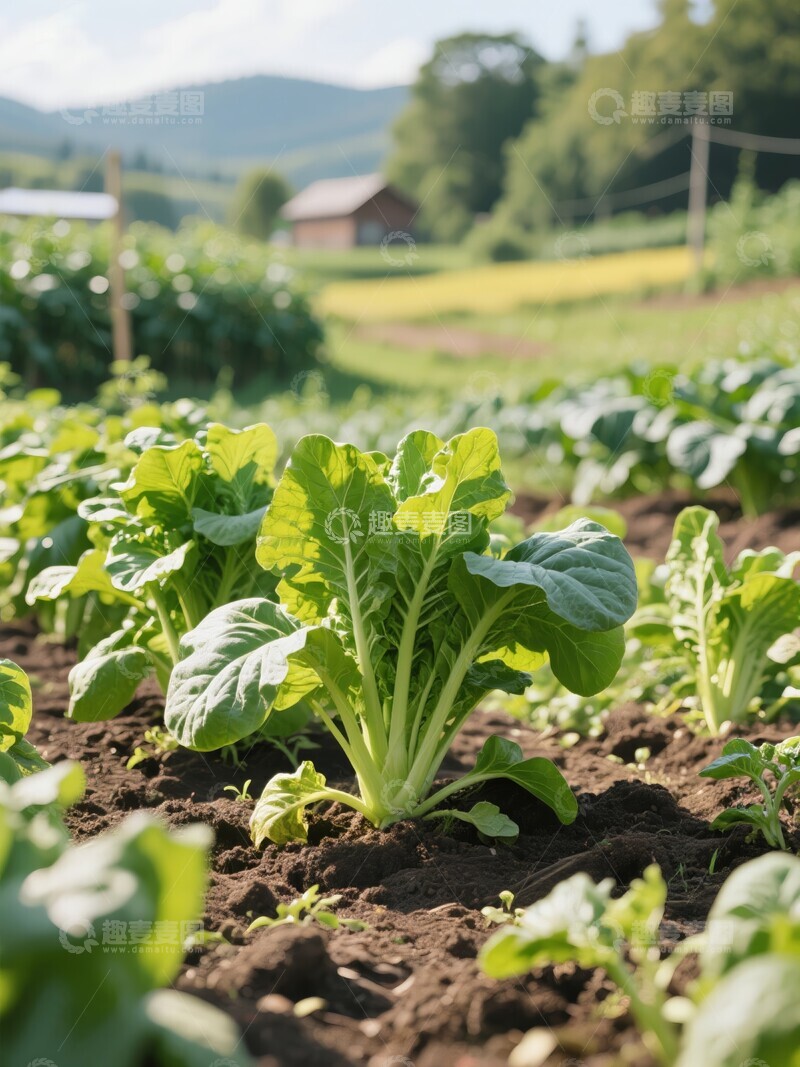高清大图下载【趣麦麦图】田园中的绿叶蔬菜种植