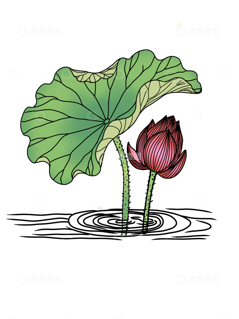 荷花与荷叶子