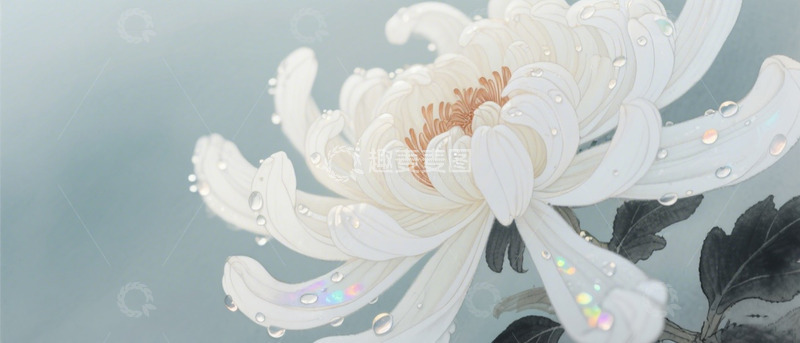 高清大图下载【趣麦麦图】白色菊花特写海报