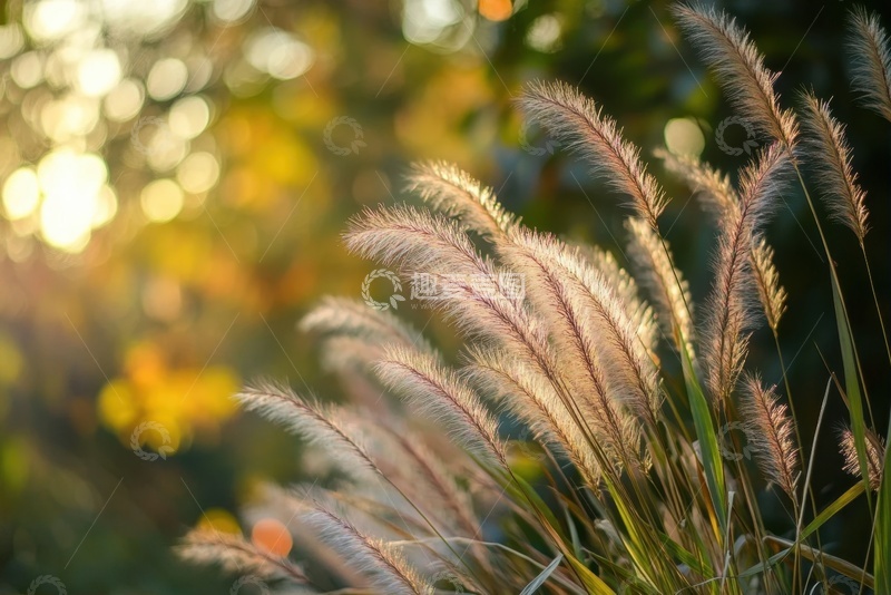 高清大图下载【趣麦麦图】户外的芦苇丛荒草丛
