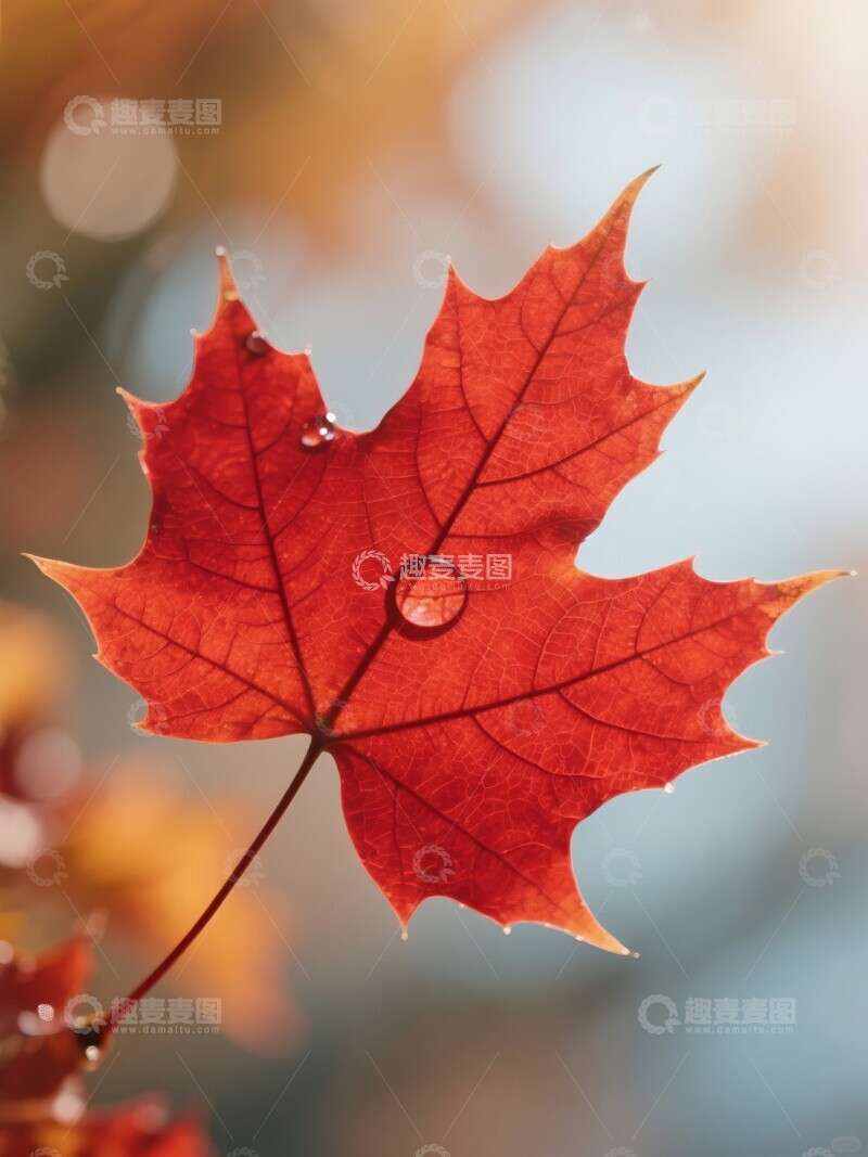 高清大图下载【趣麦麦图】秋日红叶上的水滴特写