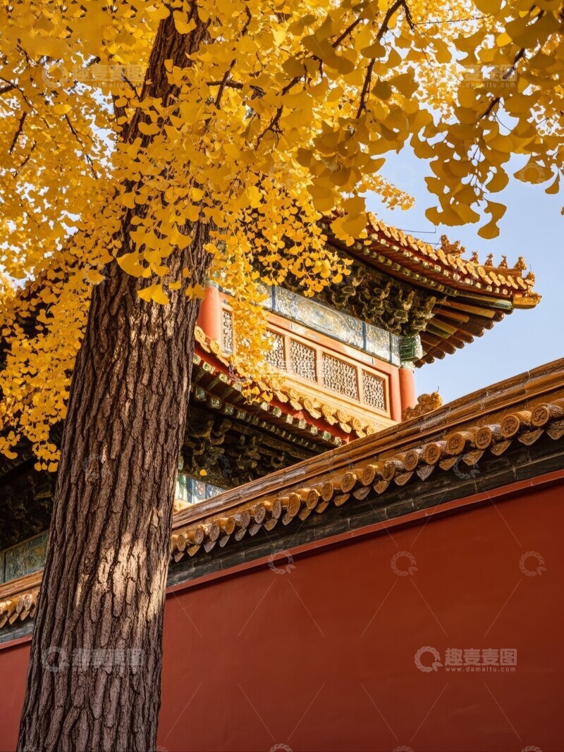 高清大图下载【趣麦麦图】秋天宫墙旁的金黄银杏树