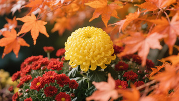 枫叶中的大菊花