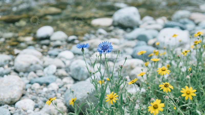 高清大图下载【趣麦麦图】溪边野花实景拍摄