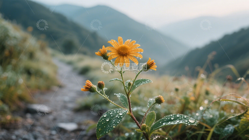 高清大图下载【趣麦麦图】山中雨后的雏菊