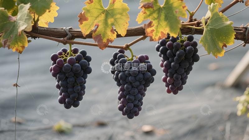 高清大图下载【趣麦麦图】葡萄架硕果累累