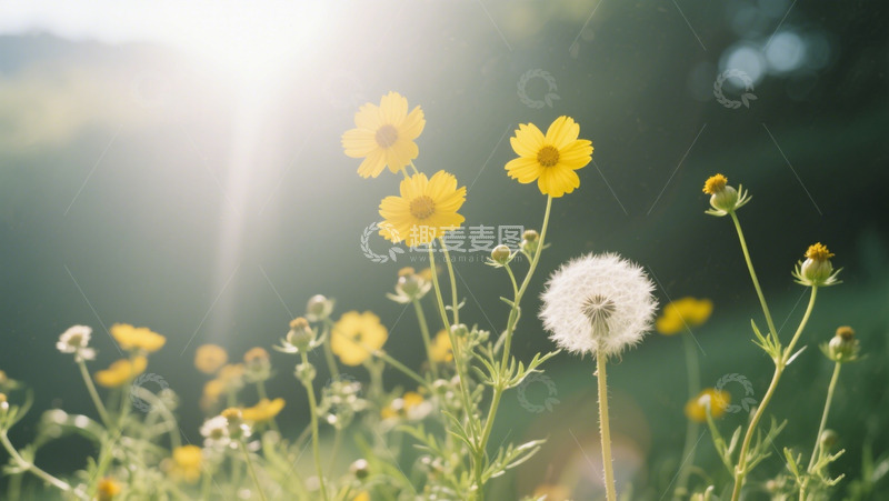 高清大图下载【趣麦麦图】野外环境蒲公英
