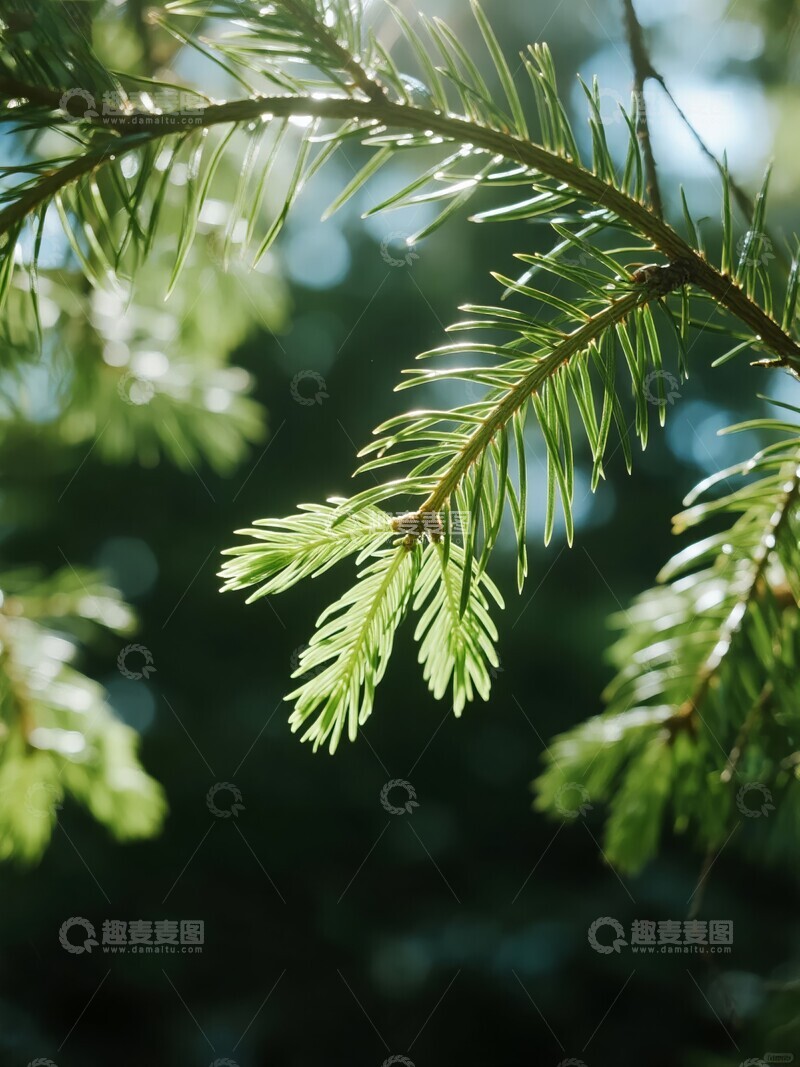 高清大图下载【趣麦麦图】阳光下的松树枝叶特写