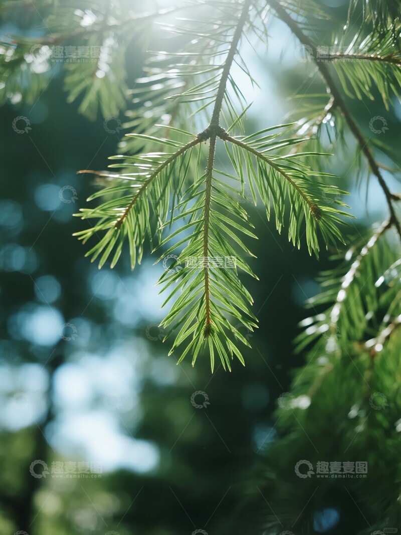 高清大图下载【趣麦麦图】阳光穿透的松树枝叶